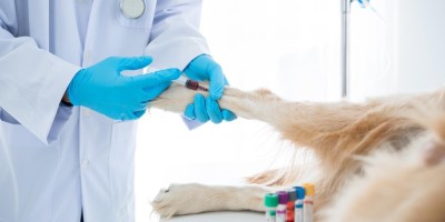 Qualidade nos exames: o que impacta a segurança do diagnóstico veterinário