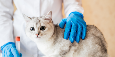 Nos bastidores dos exames veterinários: o que sustenta resultados confiáveis