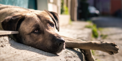 Cão abandonado