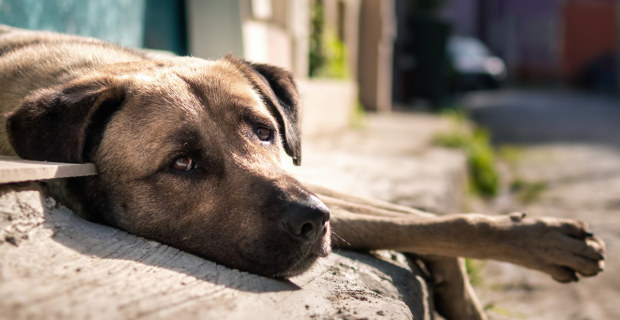 Cão abandonado