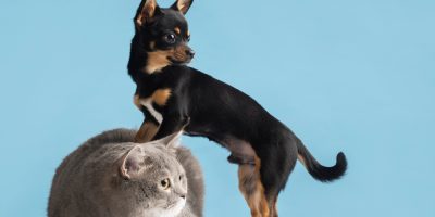 Raio-X do Lúpus em cães e gatos