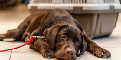 Entenda os sinais por trás das convulsões em cães