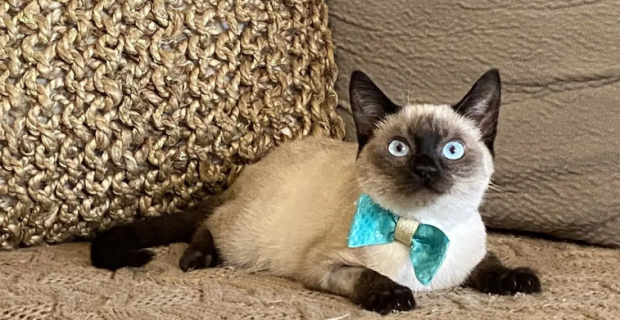 gato resgatado