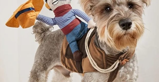 Fantasias para pets são tendência para o carnaval