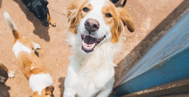 foto Clyde no calendário Ourofino Pet