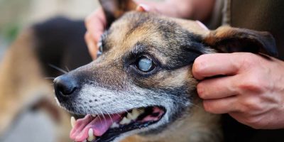 Entenda como identificar se seu cão pode estar ficando cego