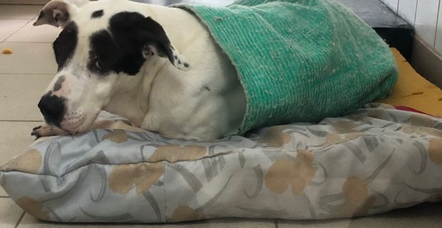 cão para adoção