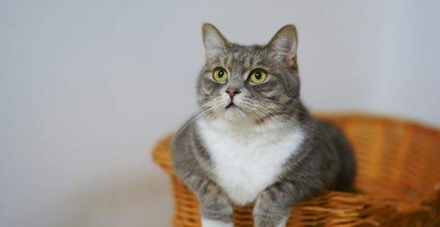 Cuidados essenciais com os gatos são demonstração de verdadeiro amor