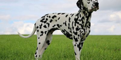 cachoro dalmata