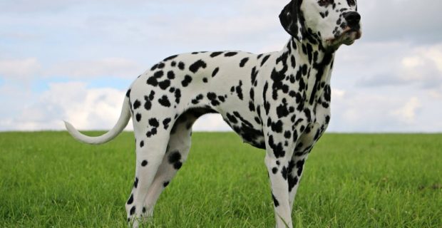 cachoro dalmata