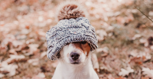 cachorro com gorro