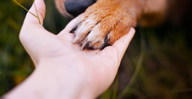 unhas cachorro