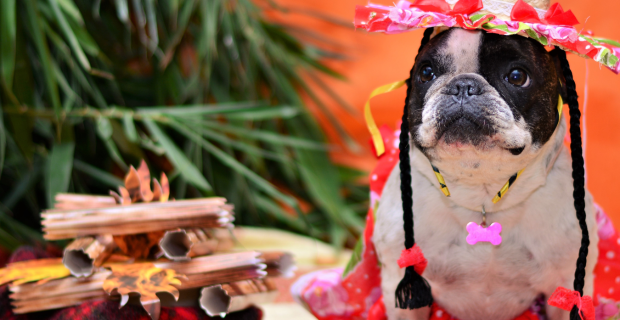 cachorro junino