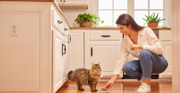 Dieta saudavel gato