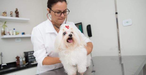 cachorro médica