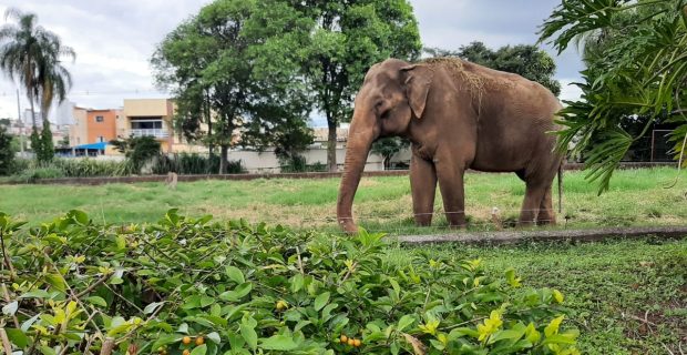 Transferência de elefante Sandro para santuário cria impasses em Sorocaba (SP)