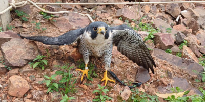 Falcão peregrino