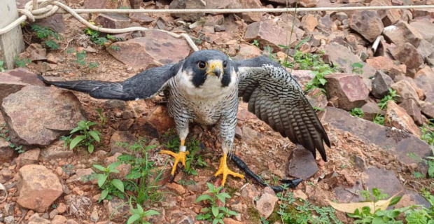 Falcão peregrino