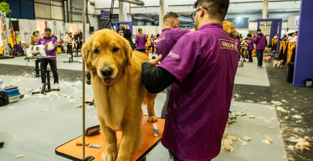 groomer
