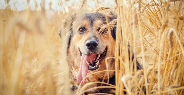 Portrait,Of,A,Beautiful,German,Shepherd,With,His,Tongue,Hanging
