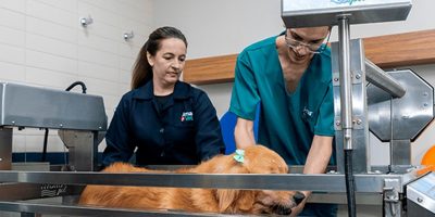 fisioterapia veterinária