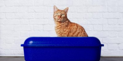 Microbiota intestinal pode trazer impactos diretos para a saúde da pele, articulações e boca dos pets