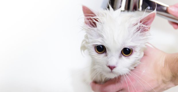 The shower cat