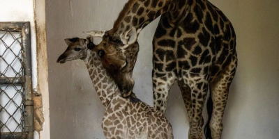 GIRAFA