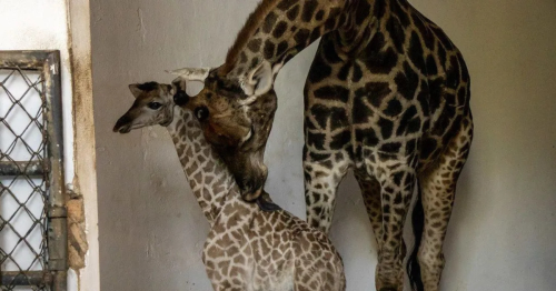 GIRAFA