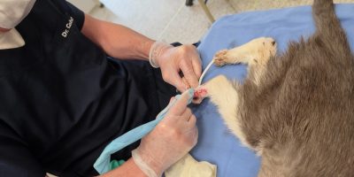 Surto de doença fúngica em gatos no Brasil ameaça saúde pública