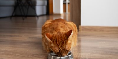 Alergia alimentar em gatos: quando a comida vira um desafio para a saúde