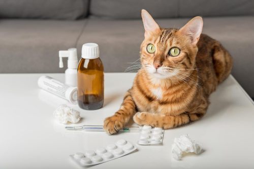 Escolha de medicamentos para felinos deve ser realizada considerando todos os aspéctos da espécie