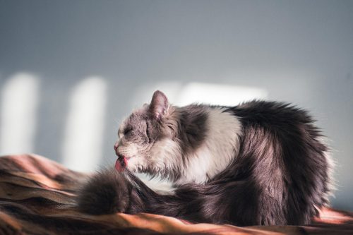 Comportamento obsessivo de perseguir a cauda pode indicar distúrbio em pets