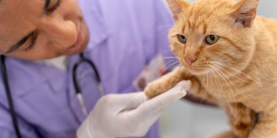 O que é tríade felina e como identificar os sintomas?