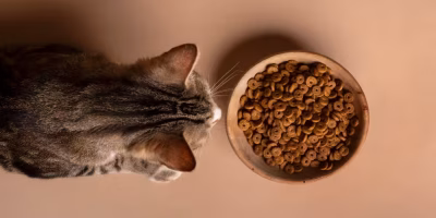 Setor de Alimentação Animal cresce no primeiro semestre de 2025