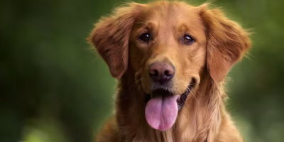 Saúde animal se reinventa e oferece oportunidade de mercado no Brasil