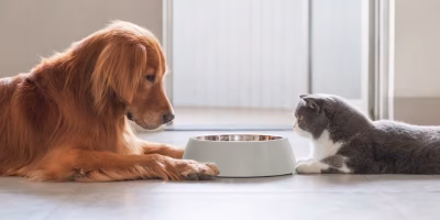 Do boato à evidência: o que a ciência explica sobre a nutrição de gatos e cães