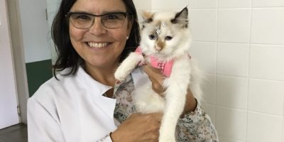 Medicina Felina cresce no Brasil trazendo novas possibilidades de tratamento para gatos