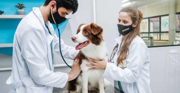 HospVet