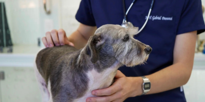 Hospital Veterinário UPF