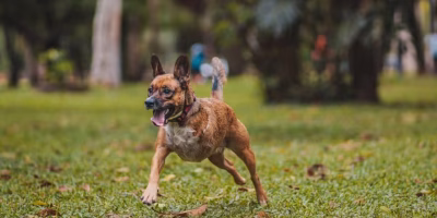 Projeto PetBionic aposta em próteses biônicas para transformar a vida de cães e gatos com lesões graves