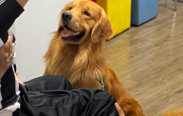 Cães que acolhem: projeto usa cãoterapia para apoiar atendimentos de pessoas com TEA