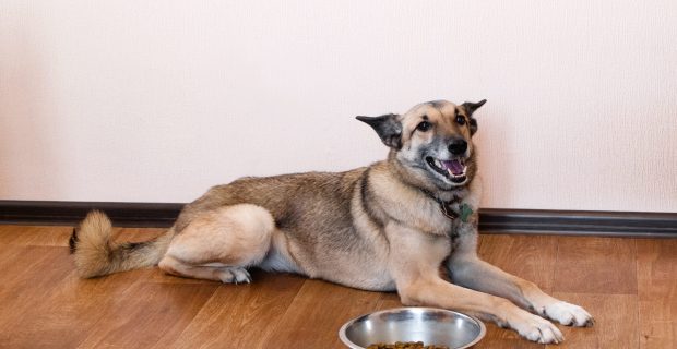 alimentação pet