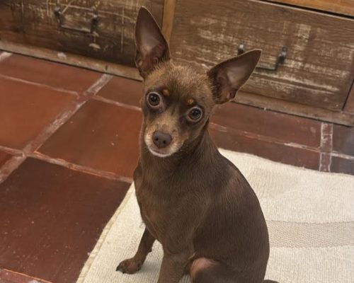 Cachorro do cantor sertanejo Edson desaparece em Indaiatuba