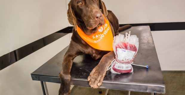 CACHORRO DOADOR DE SANGUE