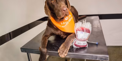 ABRAESCA cria projeto inédito de bancos de sangue veterinário públicos e prevê inaugurações no RJ em 2026