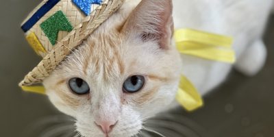 gato com chapéu