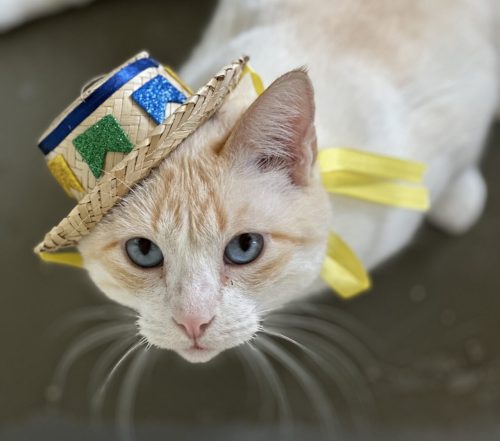 gato com chapéu