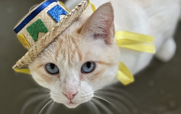 ONG Adote um Gatinho realiza arraial beneficente gato com chapéu