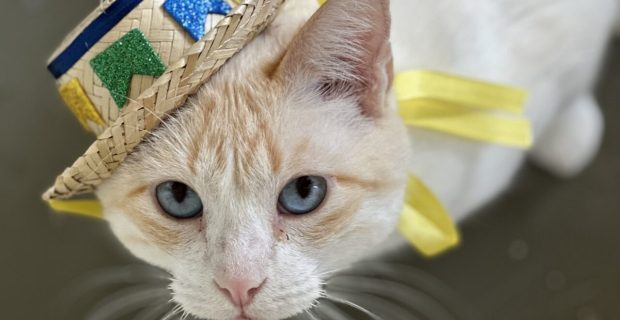 gato com chapéu